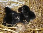 kuikens kuiken kuikentjes van zwarte legkippen, Dieren en Toebehoren, Vrouwelijk, Kip