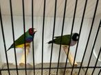 Koppel gouldamadines goulds te koop, Dieren en Toebehoren