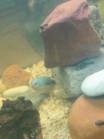 Gourami marmer kleur