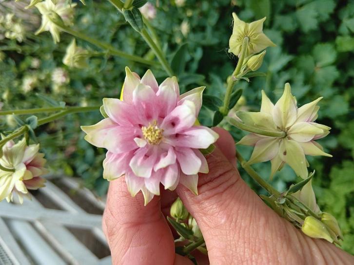 Biologische Akelei Nora Barlow Zaden, Tuin en Terras, Bloembollen en Zaden, Ophalen of Verzenden