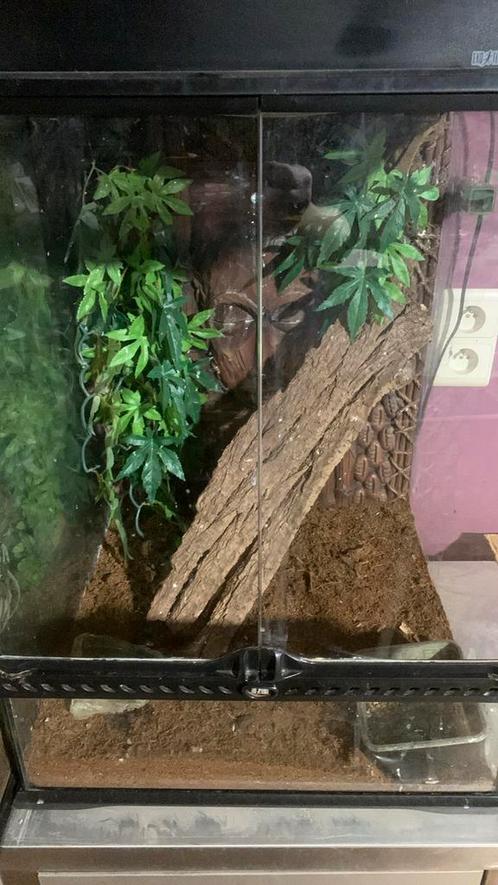 Terrarium koppel met 2 lange wimper gekko’s,, Animaux & Accessoires, Reptiles & Amphibiens | Accessoires, Comme neuf, Enlèvement ou Envoi
