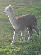 Alpaca hengst, Dieren en Toebehoren, Overige Dieren, Mannelijk