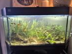 Aquarium (reserved), Ophalen, Gebruikt, Gevuld zoetwateraquarium