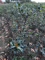 Hulst Ilex aquifolium, Enlèvement, Houx, Arbuste