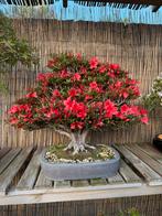Bonsai Azalea Kinsai zeer oud - 60 jaar, Tuin en Terras, Ophalen, Zo goed als nieuw