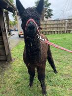 Mooie alpaca  hengstjes donkerbruin en een zwart van 2025, Juni, Mannelijk