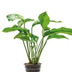 Anubias Heterophylla – Levendige Aquariumplant (10 cm), Enlèvement ou Envoi, Neuf, Plante(s), Pierre ou Bois