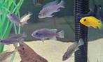 Maylandia Estherae minos reef malawi cichliden hobbykweek, Dieren en Toebehoren, Vis, Zoetwatervis