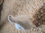 Japanse kwartels en ayam cemani, Dieren en Toebehoren, Pluimvee