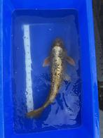 Ghost koi karper te koop, Dieren en Toebehoren, Karper of Koi
