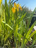 Zuiverende vijverplanten te koop, Tuin en Terras, Ophalen, Nieuw, Overige typen