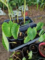 Colocasia pink china, Ophalen, Vaste plant