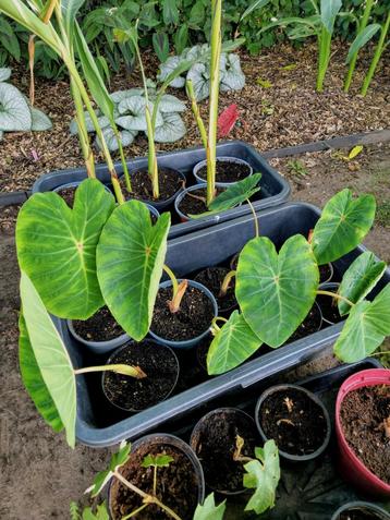 Colocasia pink china beschikbaar voor biedingen