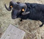 Ouessant ram, Dieren en Toebehoren, Mannelijk, Schaap, 0 tot 2 jaar