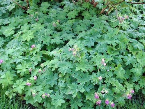 Geranium Macrorrhizum - Heerlijk geurende bodembedekker, Tuin en Terras, Planten | Tuinplanten, Vaste plant, Bodembedekkers, Ophalen of Verzenden