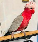 Handtamme superlieve rose kaketoe te koop!, Dieren en Toebehoren, Tam