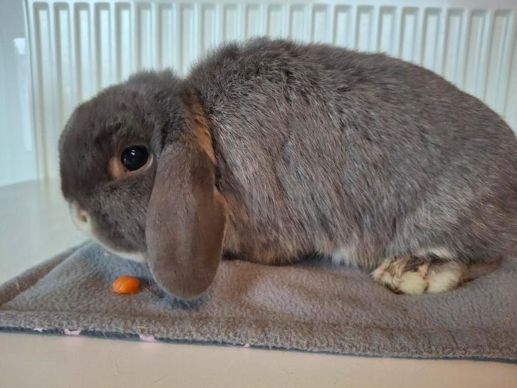 Lieve konijnen zoeken nieuw huisje, Dieren en Toebehoren, Konijnen, Klein, Vrouwelijk, 0 tot 2 jaar, Hangoor