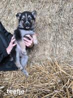 Prachtige Shepsky puppy’s, Dieren en Toebehoren, Honden | Niet-rashonden, België, CDV (hondenziekte), 8 tot 15 weken, Groot