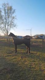 Ter dekking ( Cor de la Bryere x Cassini I), Dieren en Toebehoren, Paarden, Springpaard, Niet van toepassing, Hengst, Gechipt