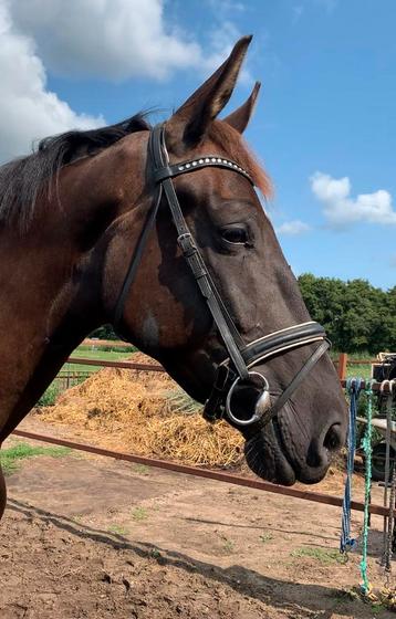 Super knappe grote kwpn merrie!! beschikbaar voor biedingen