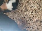 Nog 1 mannetje over, Dieren en Toebehoren, Knaagdieren, Cavia, Mannelijk, Juli, Tam