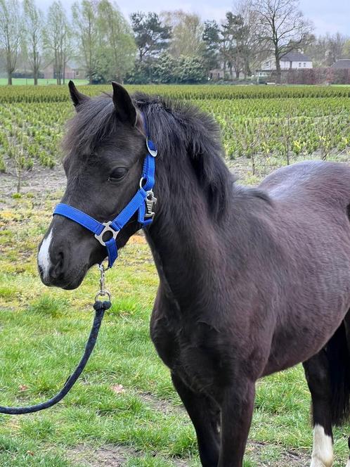 Zeer mooie Welsh pony, Animaux & Accessoires, Poneys, Jument, Ne s'applique pas, Poney A (jusqu'à 1.17 m), 3 à 6 ans, Avec puce électronique