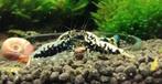 caridina (Galaxy -Boa), Dieren en Toebehoren, Kreeft, Krab of Garnaal, Zoutwatervis