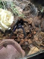 Chilobrachys natanicharum (sp. electric blue) tarantula, Dieren en Toebehoren, Overige soorten, Met terrarium, 0 tot 2 jaar