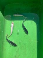 5 kois tussen de 15a25cm, Karper of Koi