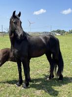 Friese merrie, Dieren en Toebehoren, Niet van toepassing, 3 tot 6 jaar, 160 tot 165 cm, Recreatiepaard