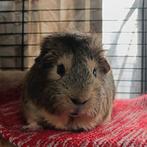 Cherche cochon d'Inde Cuy sur Bruxelles