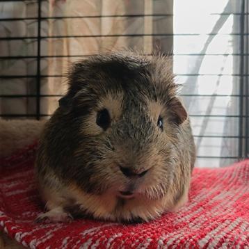 Cherche cochon d'Inde Cuy sur Bruxelles  beschikbaar voor biedingen