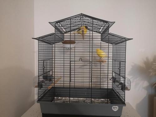 Un couple de canaris gluster chanteurs + cage duvo plus, Animaux & Accessoires, Oiseaux | Cages & Volières, Comme neuf, Enlèvement