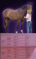 3 jarige merrie met heel goede papieren te koop, Dieren en Toebehoren, Paarden, Merrie, Springpaard, Gechipt, 0 tot 2 jaar