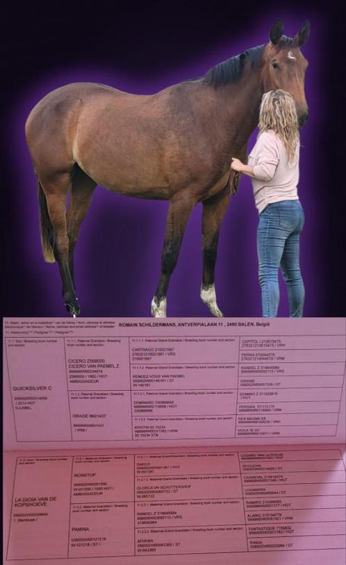 3 jarige merrie met heel goede papieren te koop, Dieren en Toebehoren, Paarden, Merrie, Onbeleerd, 170 tot 175 cm, 0 tot 2 jaar