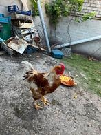 Haan, Meerdere dieren