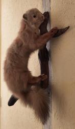 Taxidermie opgezette  mooie marter, Ophalen, Gebruikt, Overige soorten, Opgezet dier