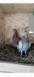 Figurita duif, Meerdere dieren, Overige soorten