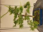 Bonsai-lariks, Ophalen