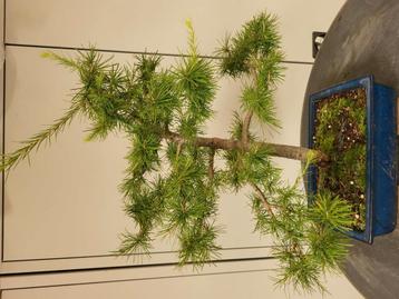 Bonsai Mélèze, Enlèvement