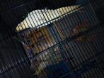 Te koop 2 valkparkieten, Dieren en Toebehoren