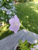 Campanula Persifolia, Ophalen, Halfschaduw