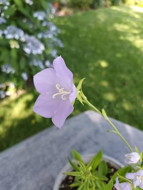 Campanula Persifolia, Tuin en Terras, Planten | Tuinplanten, Halfschaduw, Ophalen