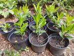 prunus laurocerasus ‘Otto Luyken’ of laurierkers 10 planten, Jardin & Terrasse, Plantes | Arbustes & Haies, 100 à 250 cm, Laurier