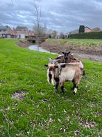 Tamme geiten bok, Animaux & Accessoires, Moutons, Chèvres & Cochons, Mâle, Chèvre, 3 à 5 ans
