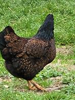 Barnevelder, Dieren en Toebehoren, Pluimvee, Vrouwelijk, Kip