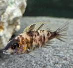 Cichlidés du Malawi tachetés rouges Aulonocara, Poisson, Poisson d'eau douce