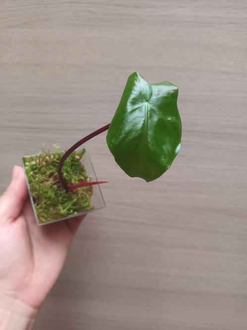 Alocasia macrorrhiza black stem, Huis en Inrichting, Kamerplanten, Ophalen of Verzenden