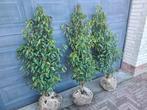 Portugese laurier haagplanten 100-125 cm, Tuin en Terras, Ophalen of Verzenden, Laurier, Haag, 100 tot 250 cm