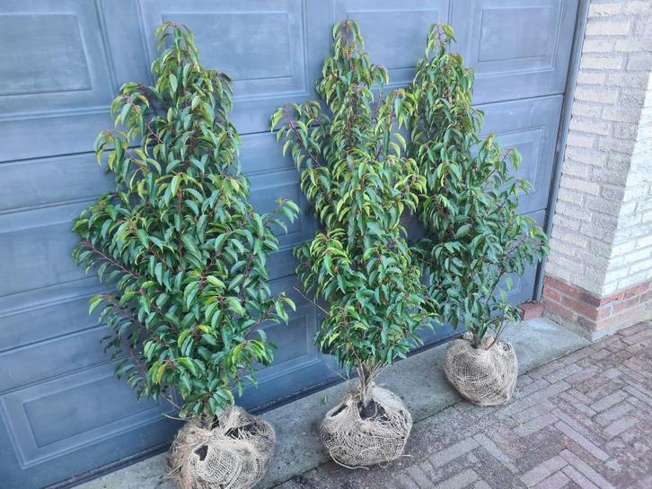 Portugese laurier haagplanten 100-125 cm, Tuin en Terras, Planten | Struiken en Hagen, Haag, Laurier, 100 tot 250 cm, Ophalen of Verzenden